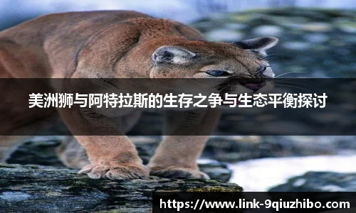 九球直播